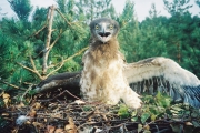 Short-toed Eagle (CIRCAETUS GALLICUS) / by IVANOVSKI V.