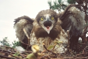 Short-toed Eagle (CIRCAETUS GALLICUS) / by IVANOVSKI V.