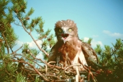 Short-toed Eagle (CIRCAETUS GALLICUS) / by IVANOVSKI V.