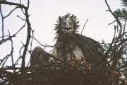 Short-toed Eagle (CIRCAETUS GALLICUS) / by IVANOVSKI V.
