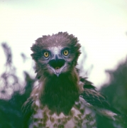 Short-toed Eagle (CIRCAETUS GALLICUS) / by IVANOVSKI V.