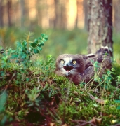 Short-toed Eagle (CIRCAETUS GALLICUS) / by IVANOVSKI V.