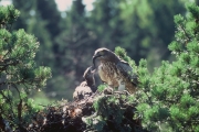 Short-toed Eagle (CIRCAETUS GALLICUS) / by IVANOVSKI V.
