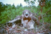 Short-toed Eagle (CIRCAETUS GALLICUS) / by IVANOVSKI V.