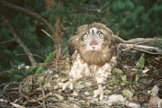 Short-toed Eagle (CIRCAETUS GALLICUS) / by IVANOVSKI V.