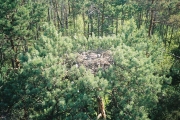 Short-toed Eagle chick in the artificial nest built by Dr. Ivanovski