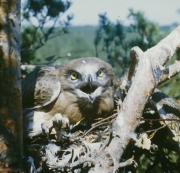 Short-toed Eagle (CIRCAETUS GALLICUS) / by IVANOVSKI V.