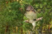 Short-toed Eagle (CIRCAETUS GALLICUS) / by IVANOVSKI V.