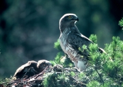 Short-toed Eagle (CIRCAETUS GALLICUS) / by IVANOVSKI V.