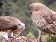 14.07 : what a disappointment ! the male brings an unedible stick…