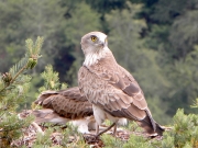 14.07 : the male. The old feathers are sharpened