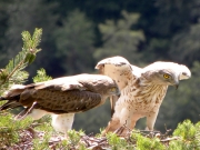 19.07 : the male with the young who will take off in 11 days