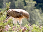 19.07 : the young bird with a perfect plumage. He doesn’t know that he can fly