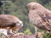 14.07 : what a disappointment ! the male brings an unedible stick…