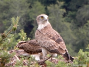 14.07 : the male. The old feathers are sharpened