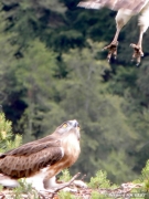 14.07 : the male takes off. His feet are spoiled
