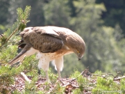 19.07 : the young bird with a perfect plumage. He doesn’t know that he can fly