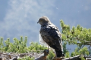 The female puts her feathers in order. The down flies around her