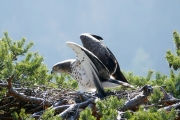 The male indicates his presence to the neighboring Short-toed Eagles and to the female. She will come to join him on the nest