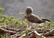 Soon after his arrival, the male started to renovate the nest. The female has not arrived yet. He picked twigs from the ground or broke ones from nearby trees (beech, pine)