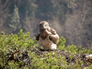 Finally, she came back. She was easily recognized by her different coloured and looser plumage