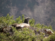 The male also tried the nest before egg laying. From the distance it seemed that the breeding started. Average date of egg-laying in Haute-Loire: April 12 (Normally fall between April 7 and 17. Extreme dates: April 1 and May 14. Number of recorded egg-laying dates: 92)