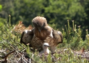 June 1st, the chick is one-week-old. The female stays with it all the time. She protects her chick and continuously seeks physical contact with it