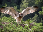 The seven-week-old chick was trying its wings, although the wings are relatively weak. The promise of dawn…The promise of the dawn…