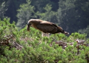 Seemingly disturbed by the unusual prey, but it eventually swallows it as if it was a snake