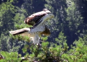 Touching moment of leaving the nest for the first time. 11:28, June 30, the youngster left the nest after 67 days of development. It still stayed in the valley for a prolonged period of time, and returned to the nest for feeding whenever saw its parents, and also for sleeping