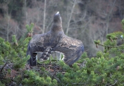 The ‘albatross-posture’ is used in case of aggression, when an intruder is close to the nest