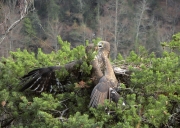 Fight scene! A female (showing her back) was trying to seize the nest from the male, while he was waiting for his true mate