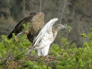 INDICATE THE NEST. The male marks its eyrie: he carries a twig in his beak