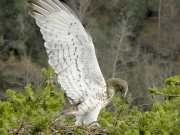 INDICATE THE NEST. Angel attitude : the male shows the underside of his wings, for the benefit of any neighbouring Short-toed eagles