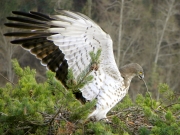 INDICATE THE NEST. Angel, with a symbolic twig in its beak