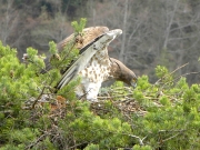 INDICATE THE NEST. The genuflexion: a way to indicate there’s a nest, more discrete than the «angel attitude» (by the female)