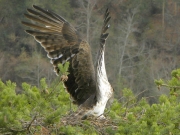 INDICATE THE NEST. The genuflexion: a way to indicate there’s a nest, more discrete than the «angel attitude» (by the male)