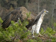 THREATEN. Defensive posture. The male watches the female – pupils contracted, indicating extreme alertness