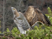 THREATEN. State of excitement. The male shows his possession of the nest (exhibition of white bodyparts) and simultaneously threatens the intruder (tending his head)