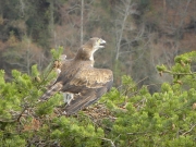 THREATEN. Very aggressive male: neck-bulge. Spread wings. Cries