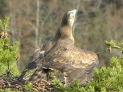 THREATEN. The male with contracted pupils