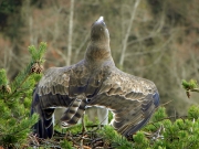 THREATEN. Albatross posture. Very aggressive attitude : “broken” wings, tight tail-feathers and tended neck