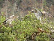 FIGHT. On the left, the male on the nest seriously threatens the female. He opens his wings and tends his head. Sign of intense aggressiveness: bulging neck