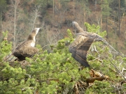 FIGHT. On the right, the female tries to impose. She takes on an aggressive posture. Both birds watch each other out of the corner of their eyes