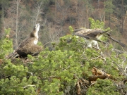FIGHT. Male apprehension at its highest. Wings touch the nest. The neck-bulge increases. Pupils are contracted