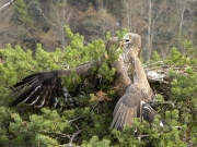 FIGHT. The fight breaks out. It will last one or two minutes…