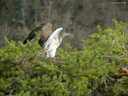 INDICATE THE NEST. The male marks its eyrie: he carries a twig in his beak