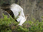 INDICATE THE NEST. Angel, with a symbolic twig in its beak