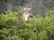 INDICATE THE NEST. The genuflexion: a way to indicate there’s a nest, more discrete than the «angel attitude» (by the female)