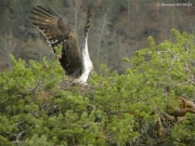 INDICATE THE NEST. The genuflexion: a way to indicate there’s a nest, more discrete than the «angel attitude» (by the male)